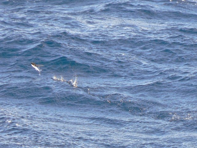 5- Un exocet, poisson volant sur les vagues 